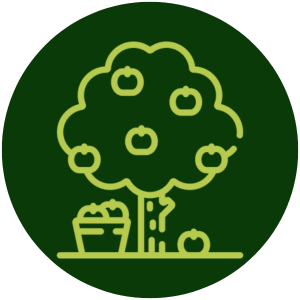 fruit-tree-AMP-uses fruit-tree-AMP-uses