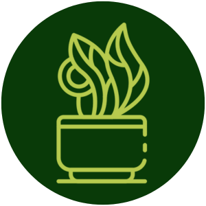 house-plants-AMP-uses house-plants-AMP-uses